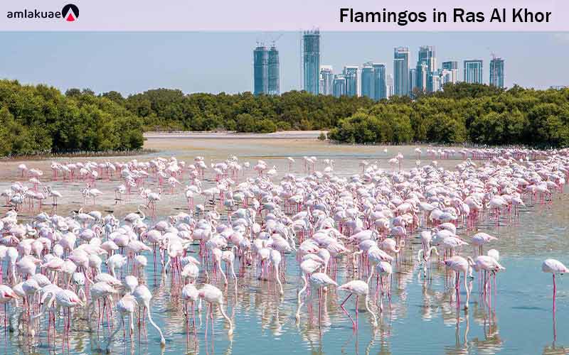 Proximity to the Flamingo Nature Sanctuary in Ras Al Khor